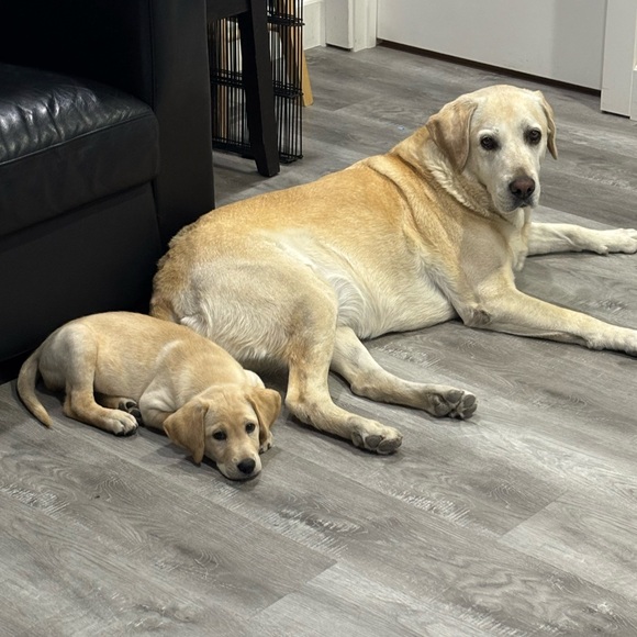 Meet your Posher, Savannah - Picture 2 of 2